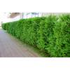 Thuja Brabant von Pflanzhits