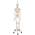 Anatomie Skelett von 3B Scientific