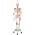 Menschliche Anatomie Skelett von 3B Scientific