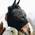 Slim fit Fliegenmaske  von Kentucky Horsewear 