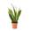 Bogenhanf Sansevieria trifasciata von AIRY