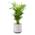 Pot M mit Goldfruchtpalme von AIRY