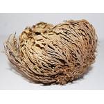 Amahoff Rose von Jericho