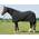 Harry`s Horse Fleecedecke von Amesbichler