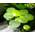 Proximus_AF von AquaPlants