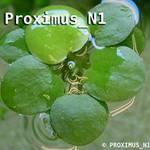 Froschbiss