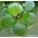 Froschbiss von Aquarium Plants