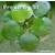 Aquarium Plants Froschbiss