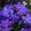 Rhododendron Gristede von Arborix