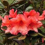 Rhododendron (orange)