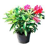 Rhododendron Rot