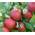 Apfelbaum Buschbaum von Artländer Pflanzenhof