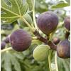 Feigenbaum von Artländer Pflanzenhof
