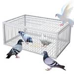 Asquar Vogelfalle