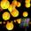 Solar Lichterkette von Auting