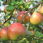 Müllers Grüner Garten Apfelbaum Topaz (S)