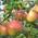 Apfelbaum Topaz (S) von Müllers Grüner Garten Shop