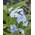 Myosotis palustris von Wasserpflanzen Wolff