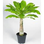 Baldur Garten Hawaii Palme