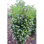 Kirschlorbeer Genolia