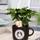 Kaffeepflanze