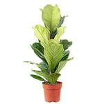 Flowerbox Ficus Geigenfeige
