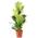 Ficus Geigenfeige von FLOWERBOX