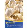 611429 Knoblauch Messidrome von Kiepenkerl