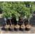 Pflanzhits Apfelbaum Topaz 100 cm