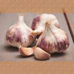 Pflanzknoblauch