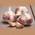 Winterpflanzknoblauch Germidour von FLORTUS