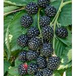 Artländer Pflanzenhof Zuckerbrombeere Asterina