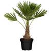 ‎M-Palme-80-100-cm von Gruenwaren Jakubik