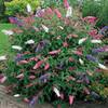 BUDTRI 17C von Gardeners Dream