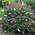 BUDTRI 17C von Gardeners Dream