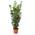 Laurus Nobilis Lorbeer Pflanze von Kentis