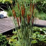 Bloomique Typha latifolia