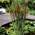 Typha latifolia von Bloomique