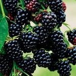 Garten Schlüter Brombeere Black Satin