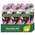 Thermal Spa Silky Oil Duschgel von Palmolive