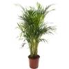 Areca Palme von Gardener's Dream