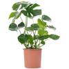 Monstera Deliciosa von Gardener's Dream