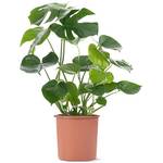 Gardener's Dream Monstera Deliciosa