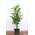 Prunus laurocerasus Genolia von PlantaPro