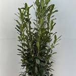 Kirschlorbeer Genolia