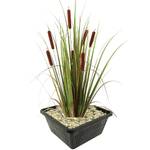 S Vd Velde Typha Latifolia
