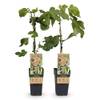 Feigenbaum von GreenboutiQ
