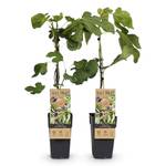 Greenboutiq Feigenbaum