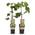 Feigenbaum von GreenboutiQ