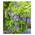 Blauregen 'Blue Moon' H-7767 von BALDUR Garten